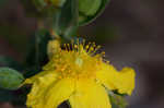 Fourpetal St. Johnswort